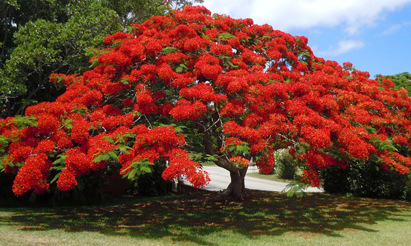 Delonix regia